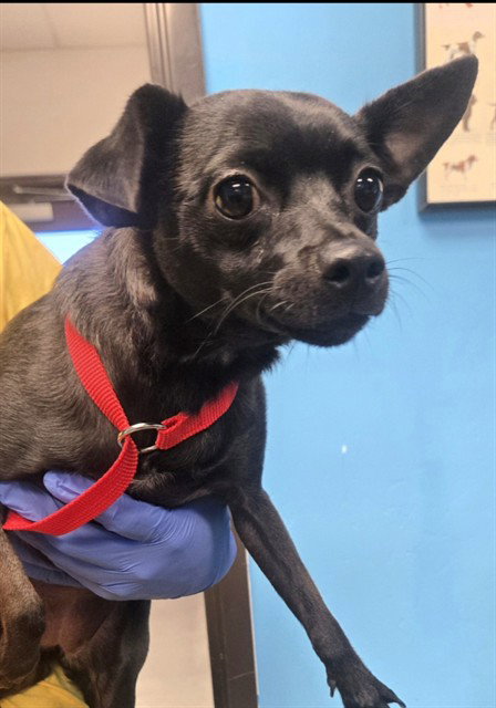 MARIE, a dog for adoption from Bakersfield Animal Care Center
