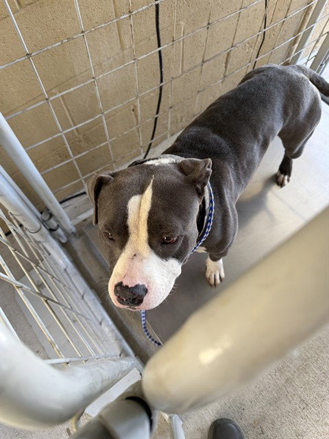 LOUIE, a dog for adoption from Bakersfield Animal Care Center