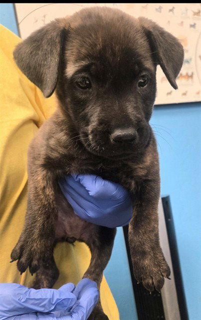 A171956, a dog for adoption from Bakersfield Animal Care Center