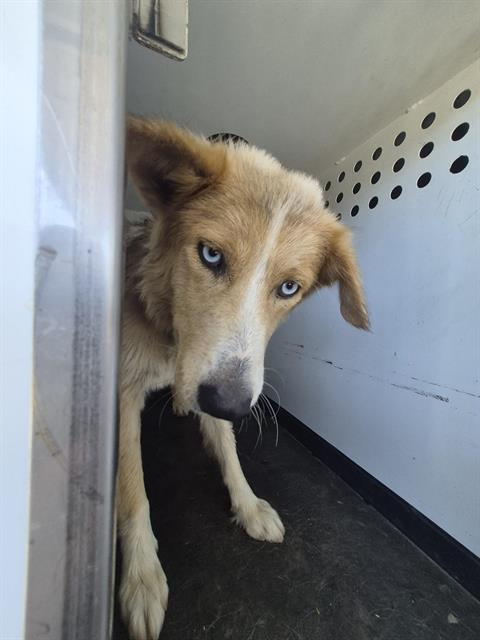 A171973, a dog for adoption from Bakersfield Animal Care Center