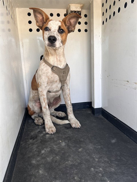 A171975, a dog for adoption from Bakersfield Animal Care Center