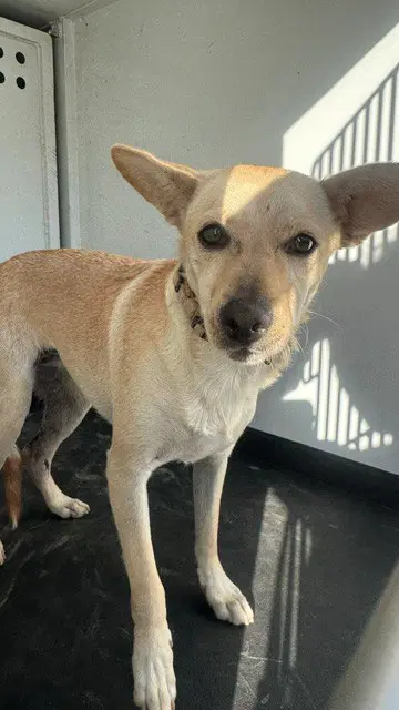 Zelda - Chihuahua