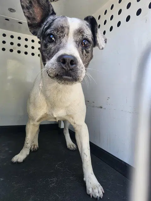 Unknown - Queensland Heeler