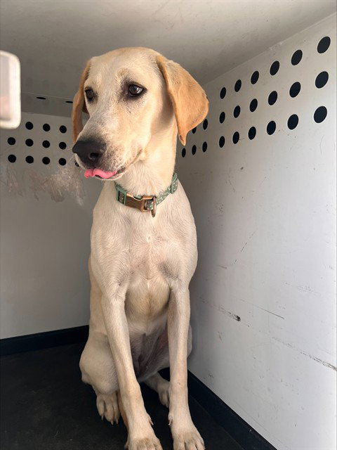 BELL, a dog for adoption from Bakersfield Animal Care Center