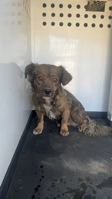 Unknown - Chihuahua
