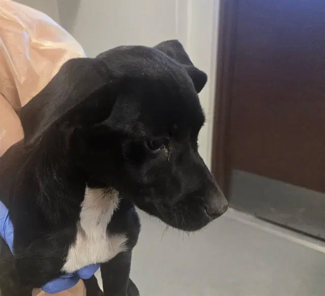 Unknown - Labrador Retriever