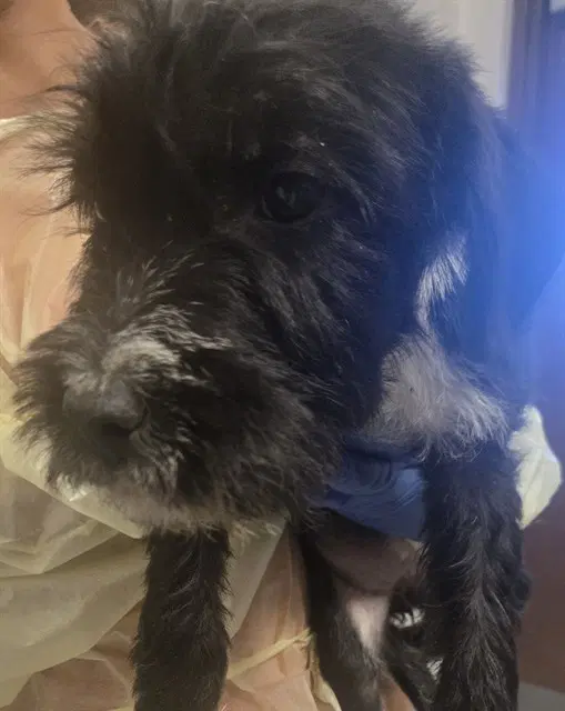 Unknown - Terrier