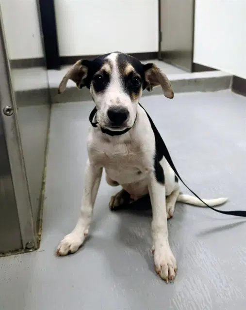 Unknown - Border Collie
