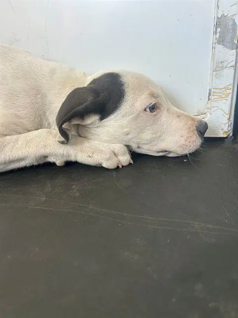 Unknown - Pit Bull Terrier
