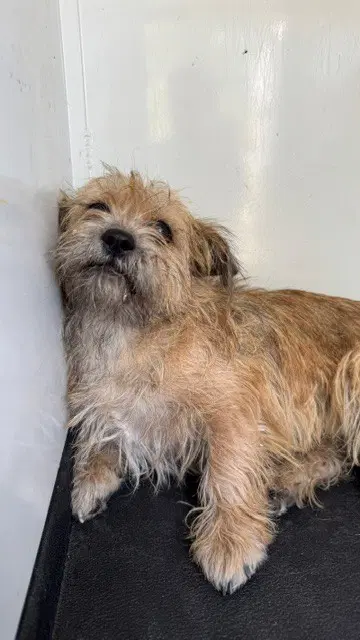 Unknown - Terrier