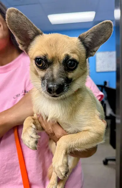 Unknown - Chihuahua