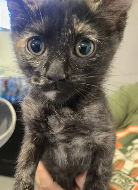 Unknown - Domestic Short Hair