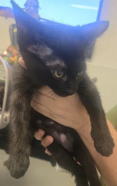 Unknown - Domestic Short Hair