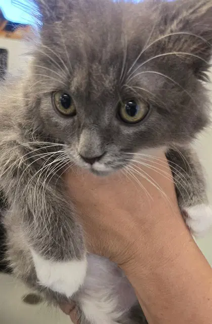 Unknown - Domestic Short Hair