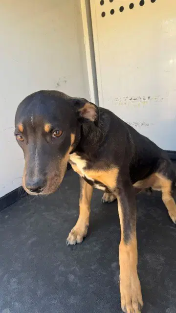 Unknown - Rottweiler