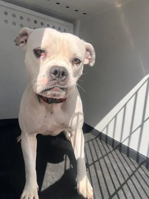 Unknown - American Bulldog