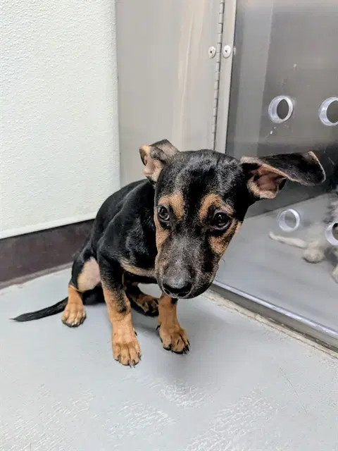 Unknown - Doberman Pinscher