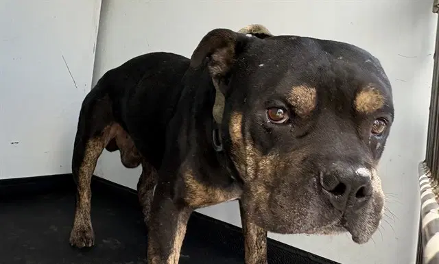 Unknown - Pit Bull Terrier
