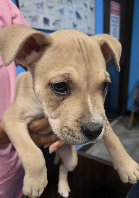 Teddy - Pit Bull Terrier