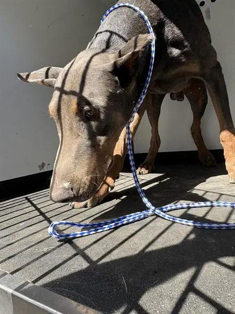 Unknown - Doberman Pinscher