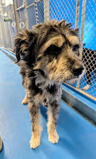 Unknown - Terrier