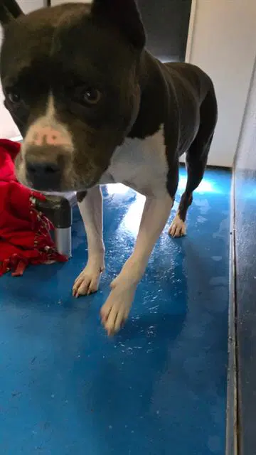 Lady - Pit Bull Terrier