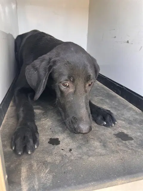 Unknown - Labrador Retriever