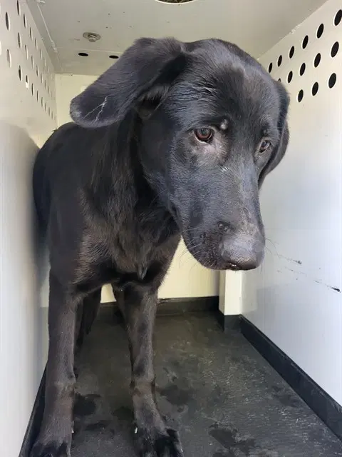 Unknown - Labrador Retriever