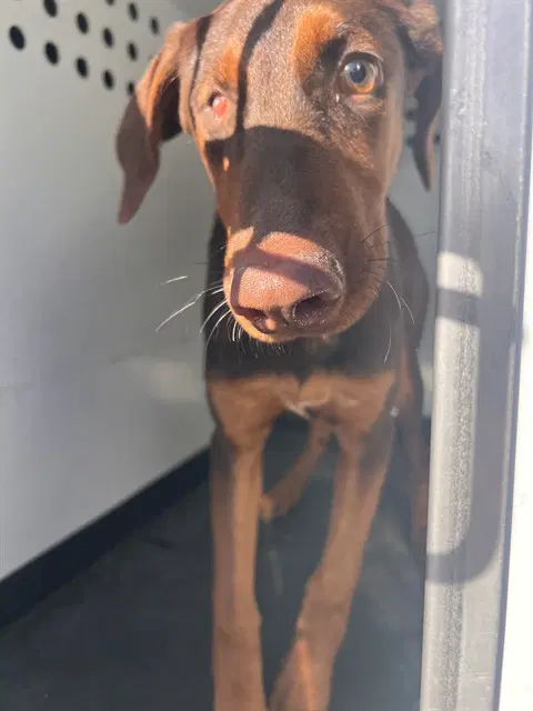 Unknown - Doberman Pinscher