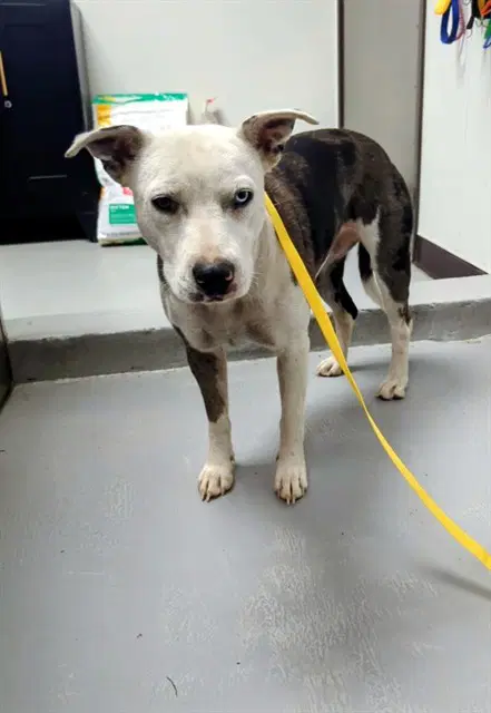 Unknown - Catahoula Leopard Dog