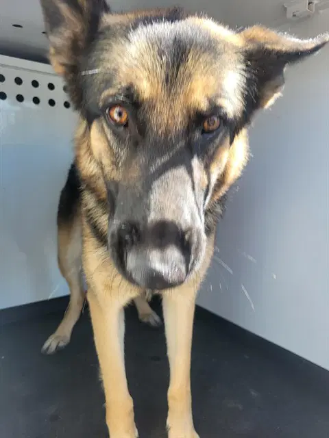Unknown - German Shepherd Dog