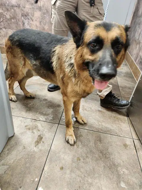 Rover - German Shepherd Dog