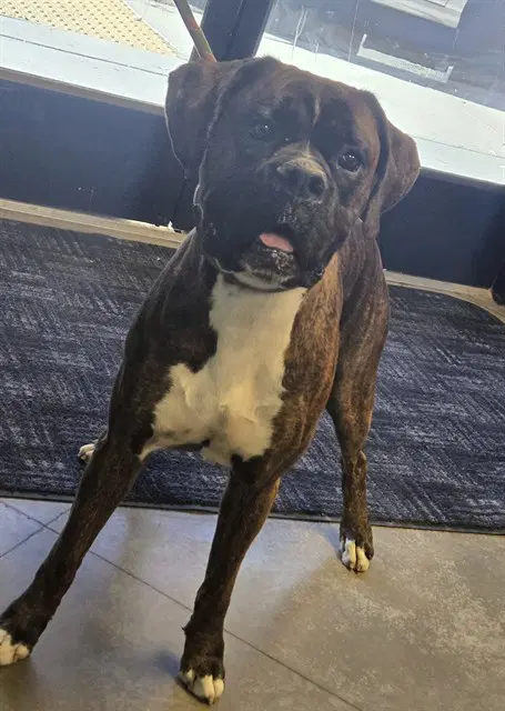 Max - Boxer