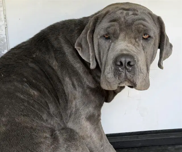 Rover - Mastiff