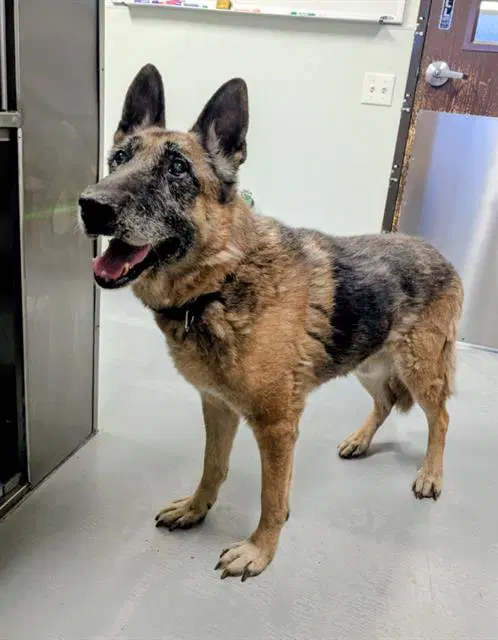 Rex - German Shepherd Dog