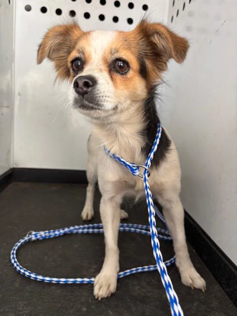 Max
