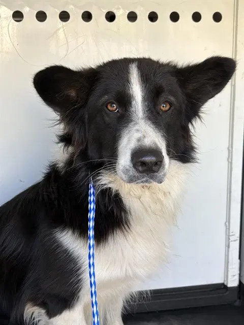 Unknown - Border Collie