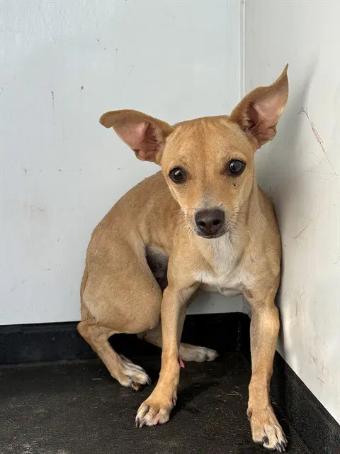 Unknown - Chihuahua