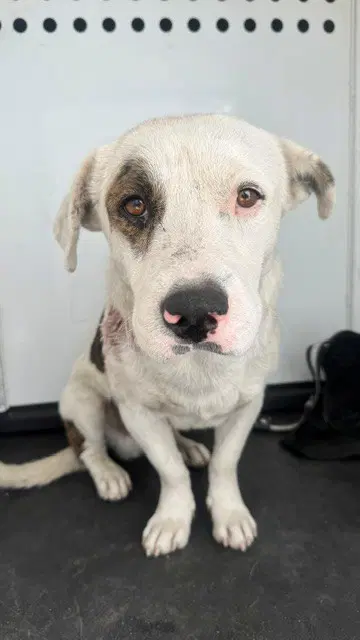 Max - Pit Bull Terrier