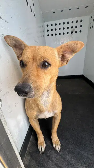 Max - Chihuahua