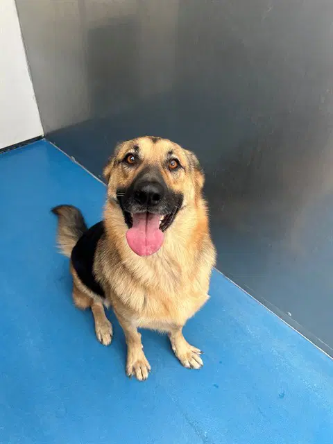 Kristoff - German Shepherd Dog