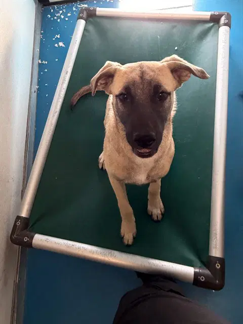 Unknown - German Shepherd Dog