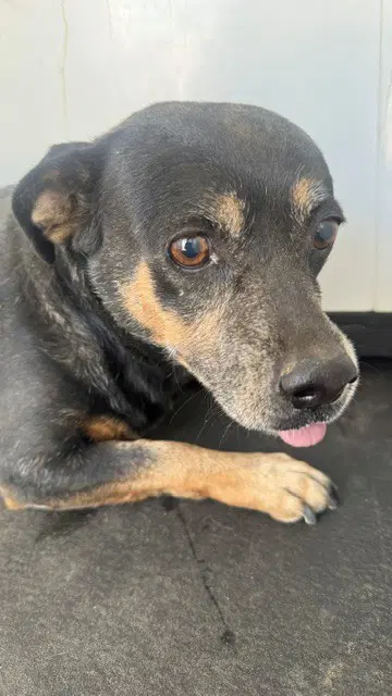 Max - Chihuahua