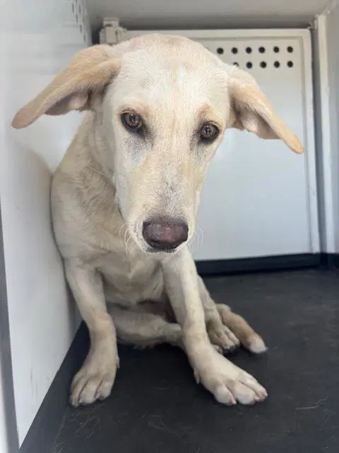 Max - Labrador Retriever