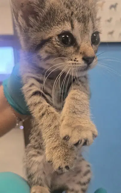 Luna - Domestic Short Hair
