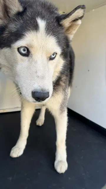 Rover - Siberian Husky