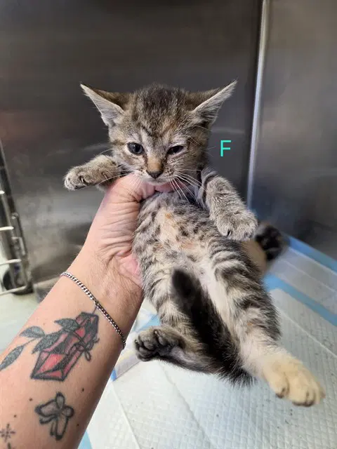 Fresca - Domestic Short Hair