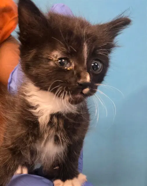 Selam - Domestic Short Hair