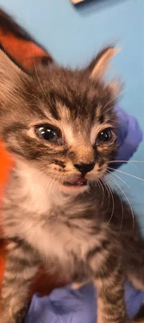Billy - Domestic Short Hair