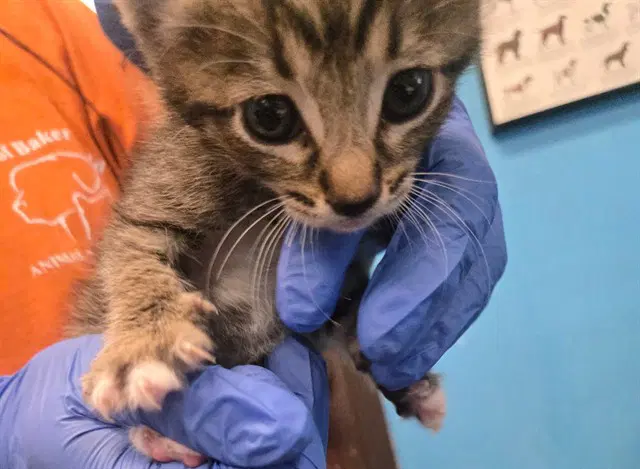 Beverly - Domestic Short Hair